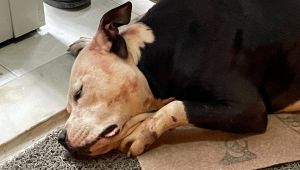 Yasaklı ırk köpek barınağa götürüldü