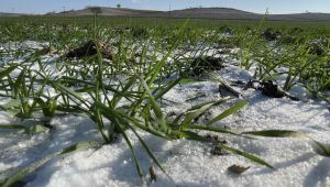 Yağan kar buğdayın gelişimini normalleştirdi
