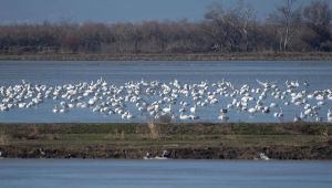 Gala Gölü Milli Parkı'nda 232 kuş türü