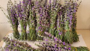 MYO bahçesinde yetiştirilen bitkiler ürün vermeye başladı