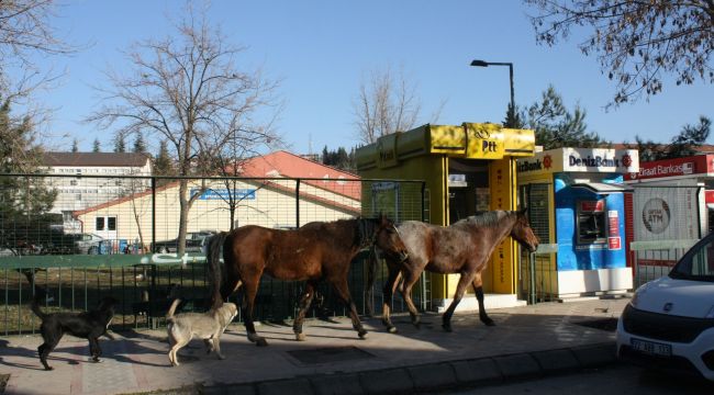 Üniversite sokakları ‘At’lara kaldı