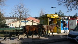 Üniversite sokakları ‘At’lara kaldı