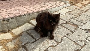İki kedi yangında mahsur kaldı