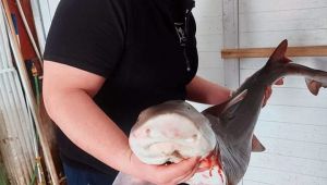 Balıkçıların ağına köpek balığı takıldı