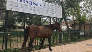 Başıboş atlara hiçbir kurum dur diyemiyor