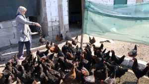 Kadın girişimciler organik yumurta üretiyor