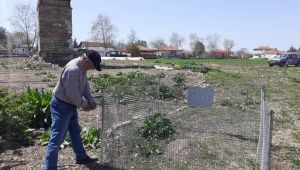 Kırmızı orman karıncaları koruma altında