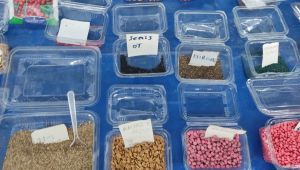 Pazardaki ilgi ürüne değil tohuma