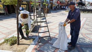 Ağaca oğul veren arılar, bölgeden uzaklaştırıldı