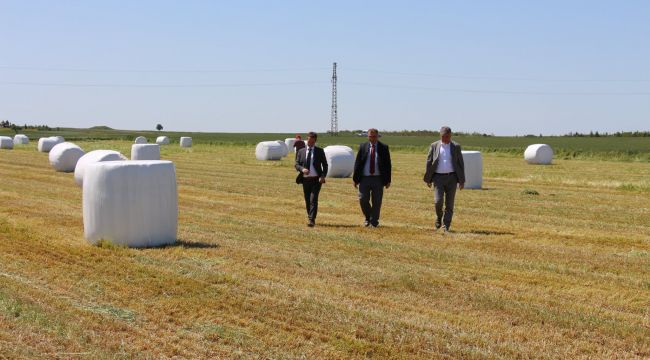Çiftçinin kaba yem maliyetini düşürecek proje