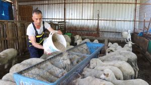 Destekle 250 hayvanlık sürü sahibi oldu