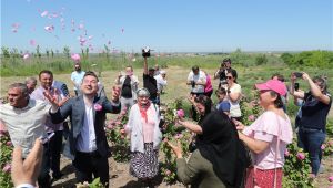 Edirne Gülü'nde hasat başladı