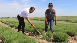 İstanbullu çift Edirne'de lavanta üreticisi oldu