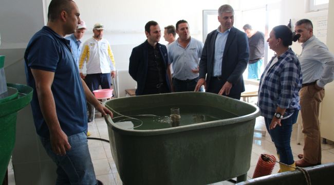 Yetiştirilecek sazan yavruları göletlere salınacak