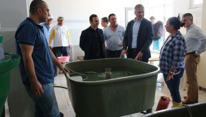 Yetiştirilecek sazan yavruları göletlere salınacak