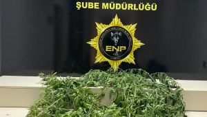 Hint keneviri yetiştiren şüpheliye gözalt