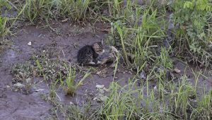 Korkan kedi yüzerek kıyıya çıktı