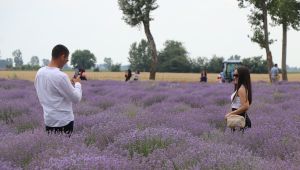 Lavanta tarlaları fotoğraf stüdyosuna döndü