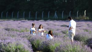 Mor tarlalar ilgi odağı oldu