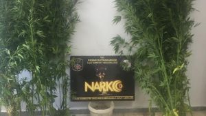 47 kök kenevir ele geçirildi