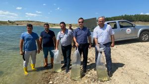 8 milyon pullu sazan göletlere bırakılacak