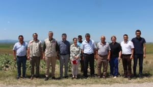 ‘Çayır tırtılı istilası kontrol altında’