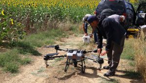 Çayır tırtılına karşı ilaçlı mücadelede sona gelindi