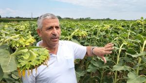 ‘Tırtıllar yeşil gördüğü her şeyi yiyor’
