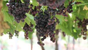 ‘Trakya İlkeren’ üzümünün hasadına başlanacak