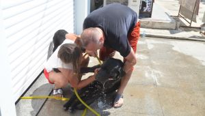 Araçta mahsur kalan köpek telef oldu