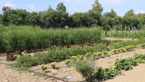 Tıbbi ve aromatik bitkiler bahçesi çiftçilere