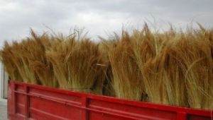 Yeni mahsul süpürge teli 20 liradan işlem gördü