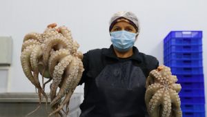 Yunanistan'ın tercihi Saros ahtapotu