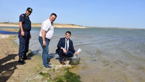 Göletlere 520 bin balık yavrusu bırakıldı
