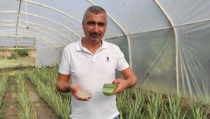 Meraklı çiftçi aloe vera üreticisi oldu