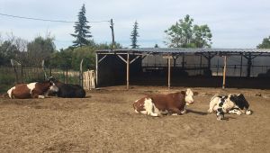 Süt üreticisi yem çıkmazında