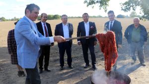 Edirne kırmızısının elde edildiği bitki hasat edildi