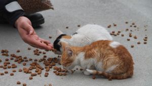 Evlenen çiftlere hediye kedi maması