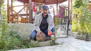 Kıbrıs Gazisi bahçesinde top güllesi buldu