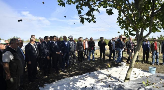 Vali Kırbıyık ceviz hasadına katıldı
