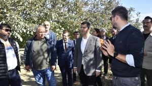 Vali Kırbıyık, ceviz hasadına katıldı