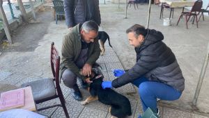 Kuduzla mücadelede aşılamalar başladı