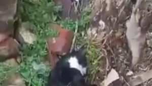 Boş arazide ölü 15 kedi bulundu