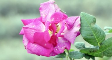 Gül yetiştiriciliğinin yeniden yaygınlaştırılması hedefleniyor