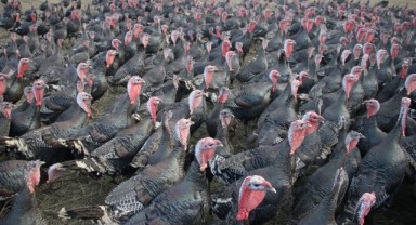 Hayrabolu hindileri birçok ile gönderiliyor