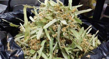 Ihlamur ve kış çayına ilgi arttı