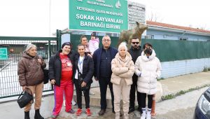 Kedilerin ölü bulunmasına hayvanseverler tepki gösterdi