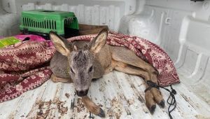 Yaralı bulunan karaca yavrusu tedavi edilecek