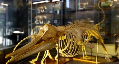 Doğa Tarihi Müzesi ziyarete açıldı