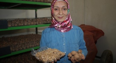 Kadın girişimci devlet desteğiyle ceviz işleme tesisi kurdu